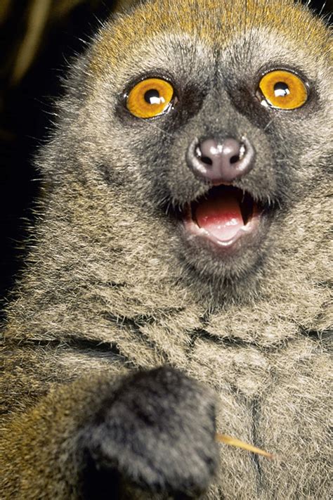 Download Funny Animal Shocked Lemur Close Up Pictures