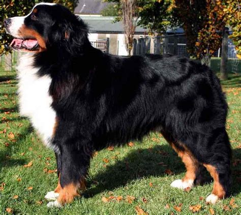 Large Dog Breeds List Of All Large Sized Dogs Huge