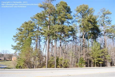 Plantfiles Pictures Pinus Species Arkansas Pine Bull Pine Loblolly
