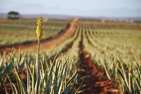 Forever living ensures that its aloe vera plants grow in the best climate conditions. Aloe Vera Gel from Forever Living Products I What is Aloe ...