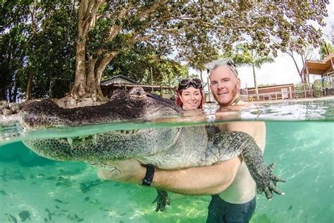 Swimming With Alligators Animals Animal Photo Photos Of The Week