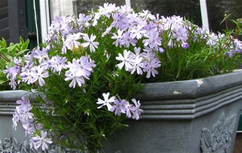 The most fragrant flowers in the garden. Eye-catching, Refreshing with fragrant flowers, Phlox are ...