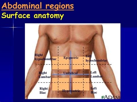 Abdominal Anatomy Abdominal Anatomy At University Of California San Simple Easy Notes