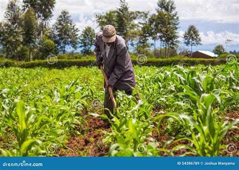 Farmer Weeding Stock Images Download 1226 Royalty Free Photos