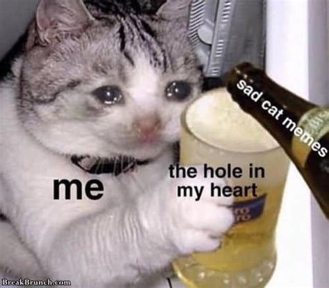 Why I Like Sad Cat Meme Breakbrunch