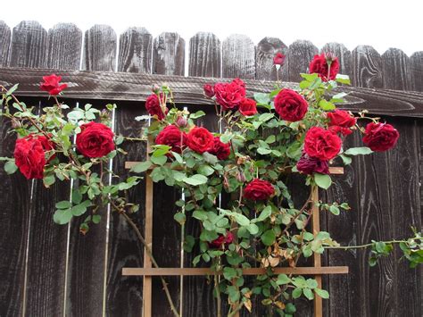 20 Red Climbing Roses Seeds Seeds And Bulbs