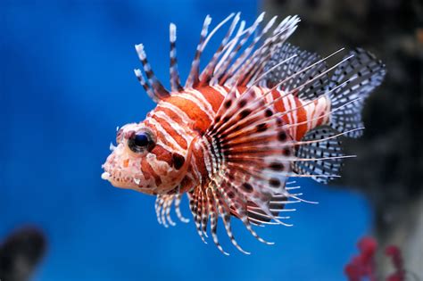 Lionfish How This Invasive Species Is Ruining Our Aquatic