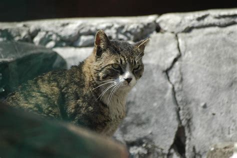 A cat colony is a population (or clowder) of feral domestic cats (not to be confused with wild cats). Trap-neuter-return to control feral cat colonies