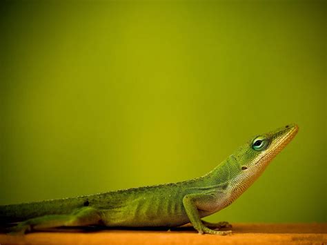 Green Lizard Animals Hd Wallpaper Wallpaper Flare