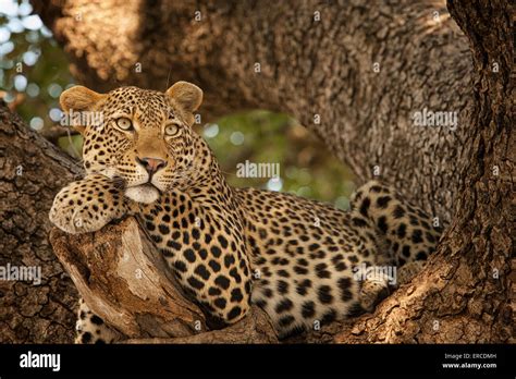 A Leopard Rests In A Tree Inside The Kruger National Park South Africa