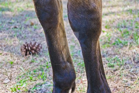 Horse Knees By Ncfwhitetigress On Deviantart