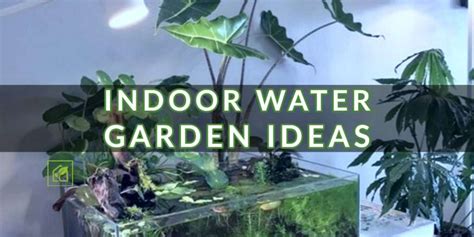 Indoor Water Garden Ideas Indoor Gardening