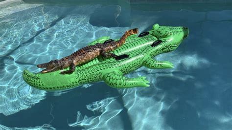 chillin gator alligator found relaxing on gator raft in florida pool