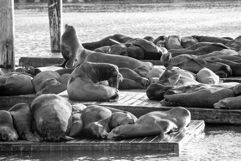 Seal Photos-black white photo of harbor seals pier 39