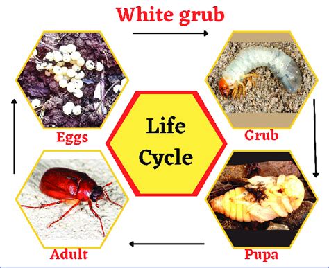 Life Cycle Of White Grub Integrated Pest Management Physical Method