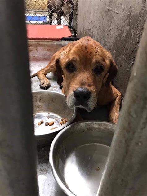 Heartbreaking Abused Dog Saved From Country Shelter At Last Minute