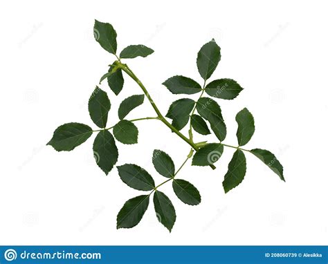 Green Rose Leaves Isolated On A White Background Stock Image Image Of