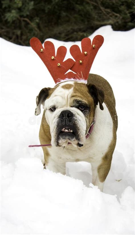 English Bulldog In Snow Stock Photo Image Of Asian 108829178