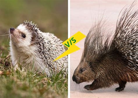 Hedgehog Vs Porcupine Pictures