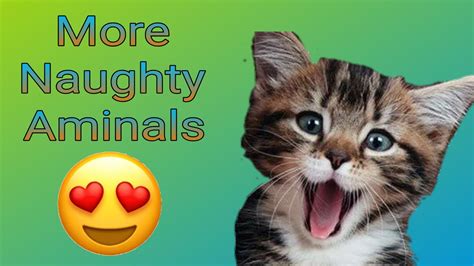 Try Not Laugh 🐈😻with Funny Animals🤣🤣🤣 Youtube
