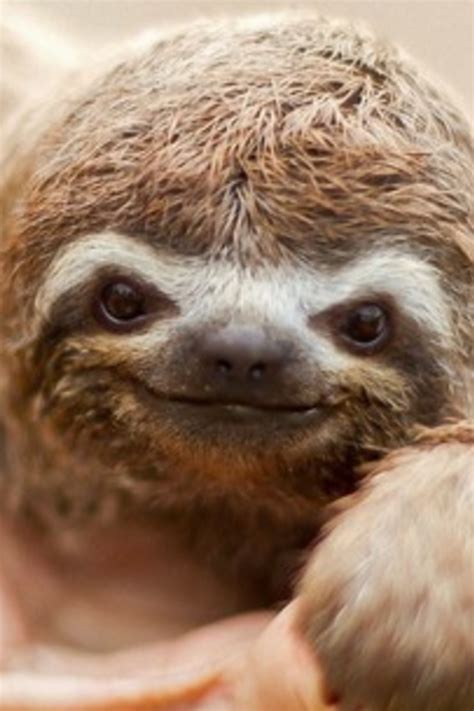 46 Free Wallpaper Sloth