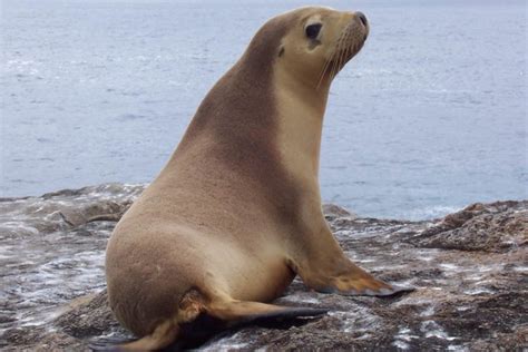 Australian Sea Lion Facts Pictures Video And In Depth Information