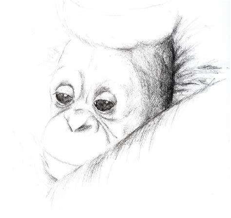 Baby Orangutan By Jezzy Fezzy On Deviantart