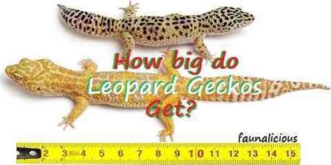 Even in the desert, it can get rather cool for reptiles during the winter months. How big do Leopard Geckos Get? Full Grown Geckos ...
