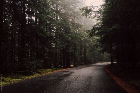 A Foggy Road Running Through The Woods By Stocksy Contributor Tj