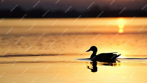 Premium Ai Image The Silhouette Of Duck In A Water At The Sunset View Landscape Design