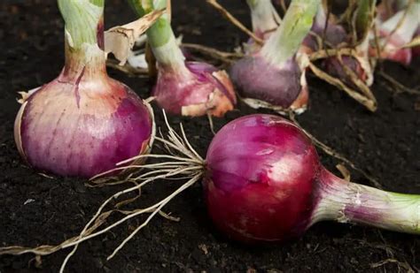 Onion Herb Uses And Benefits As Medicine