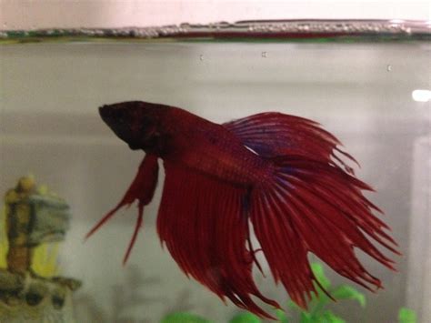 If you have the abundant time, resources, knowledge, and commitment that breeding bettas demands, it can also be a rewarding. Does My Betta Fish Have Fin Rot, Or Is He Just A Crowntail ...