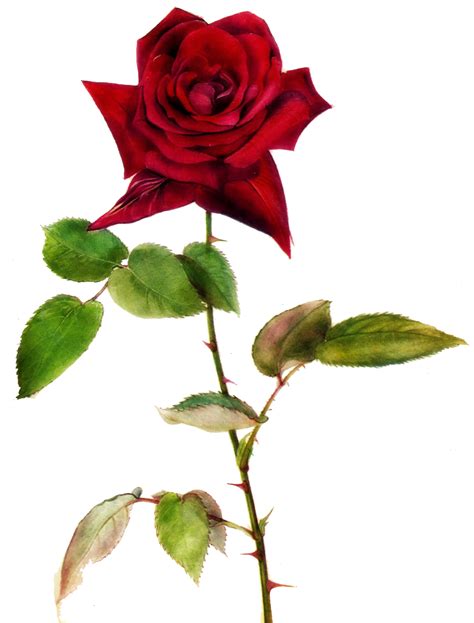 Jinifur Red Red Rose By Jinifur On Deviantart Vintage Botanical