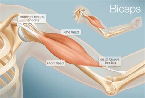 Tendons join muscles to bones. The Biceps (Human Anatomy): Function, Diagram, Conditions ...