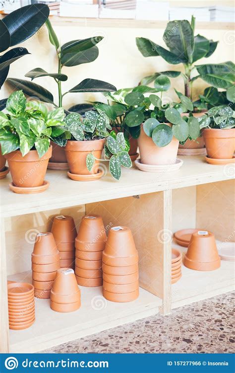 Plants Store Market Lots Of Different Type Of Pot With