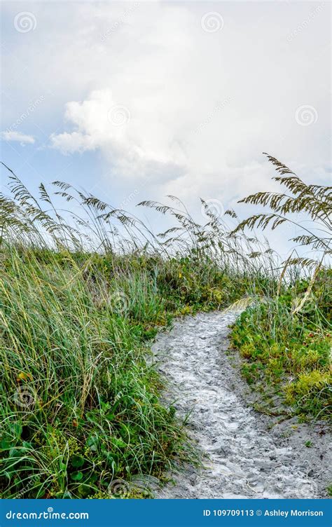 Sandy Path Surrounded By Tall Grasses Stock Image Image Of Path