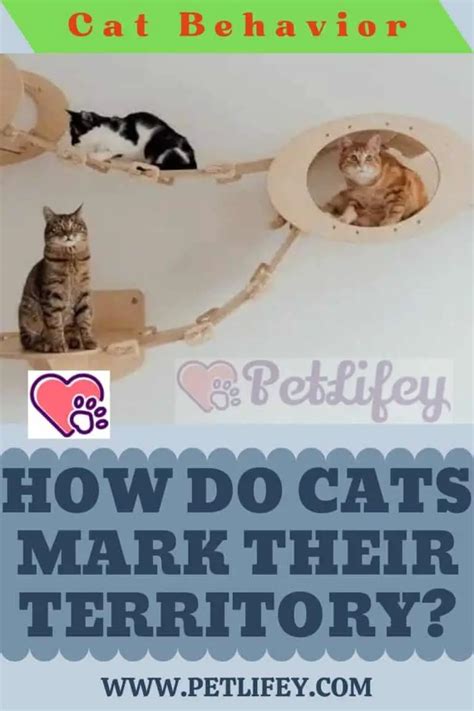 How Do Cats Mark Their Territory Pet Lifey
