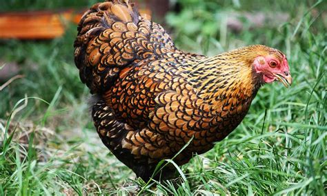 Chickeb Breeds Hot Breeds For Hot Climates My Pet Chicken Blog