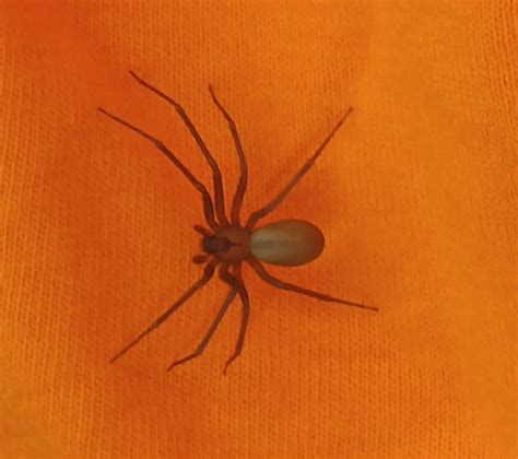 Loxosceles Reclusa Brown Recluse In Clarksville Tennessee United States