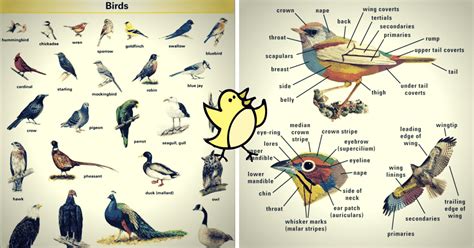 English Vocabulary Birds And Parts Of A Bird Esl Buzz
