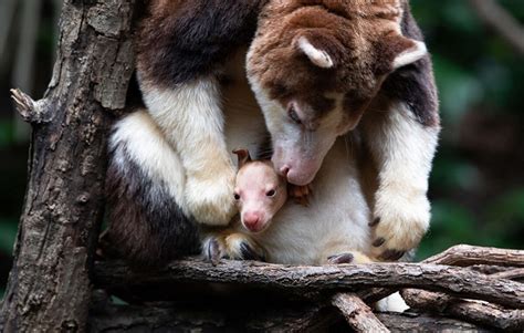Baby Matschies Tree Kangaroo Joey Born At Bronx Zoo In New York City