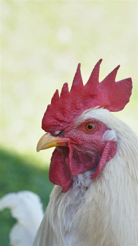 5 Breeds Of Chickens That Lay White Eggs