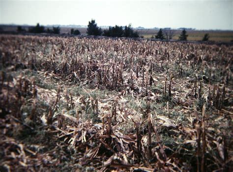 Central Illinois Corn Stubble Champaign County Illinois Flickr