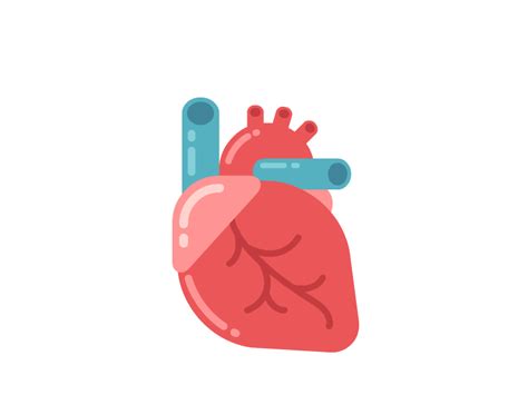 Heart Heart Anatomy Cartoon Styles Human Heart Anatomy