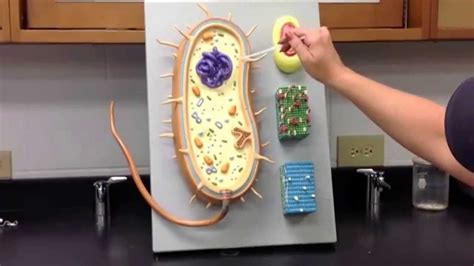 Bacteria Cell Model Project