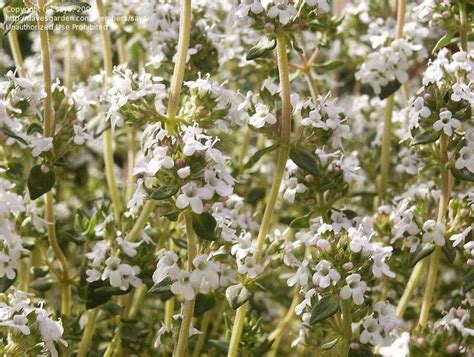 Plantfiles Pictures Thymus Species English Thyme Common Garden Thyme