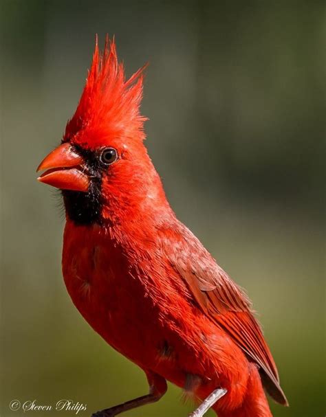 Cardinal Bird Alchetron The Free Social Encyclopedia