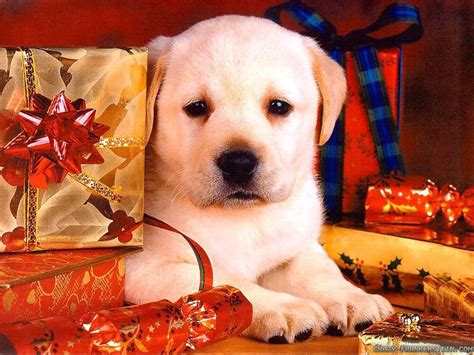 Free Download Download Wallpaper Puppy Christmas Dog Wallpapers 1024x768 48 1024x768 For