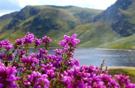 A Guide To Scottish Heathers Walkhighlands