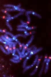Check spelling or type a new query. Evolution - A-Z - Diploid / haploid